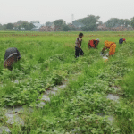 बिहार का कृषि लेखा-जोखा