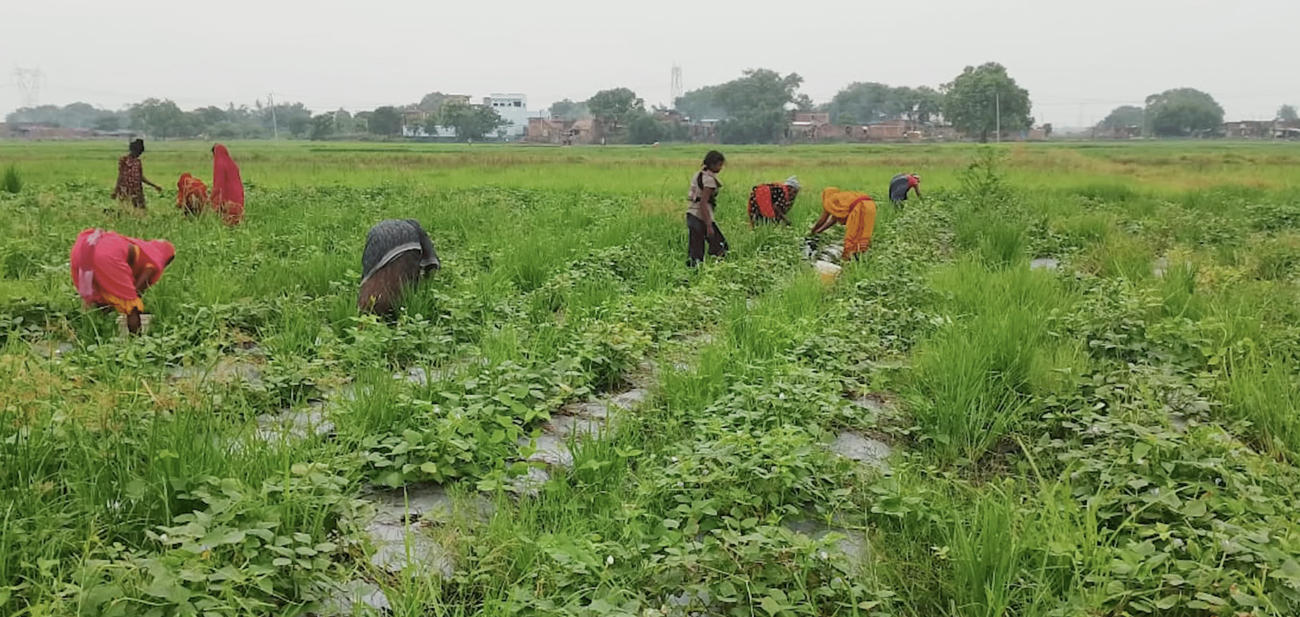 बिहार का कृषि लेखा-जोखा