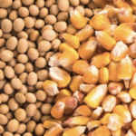 GM फसलों पर समझौता नहीं