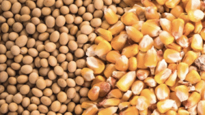 GM फसलों पर समझौता नहीं