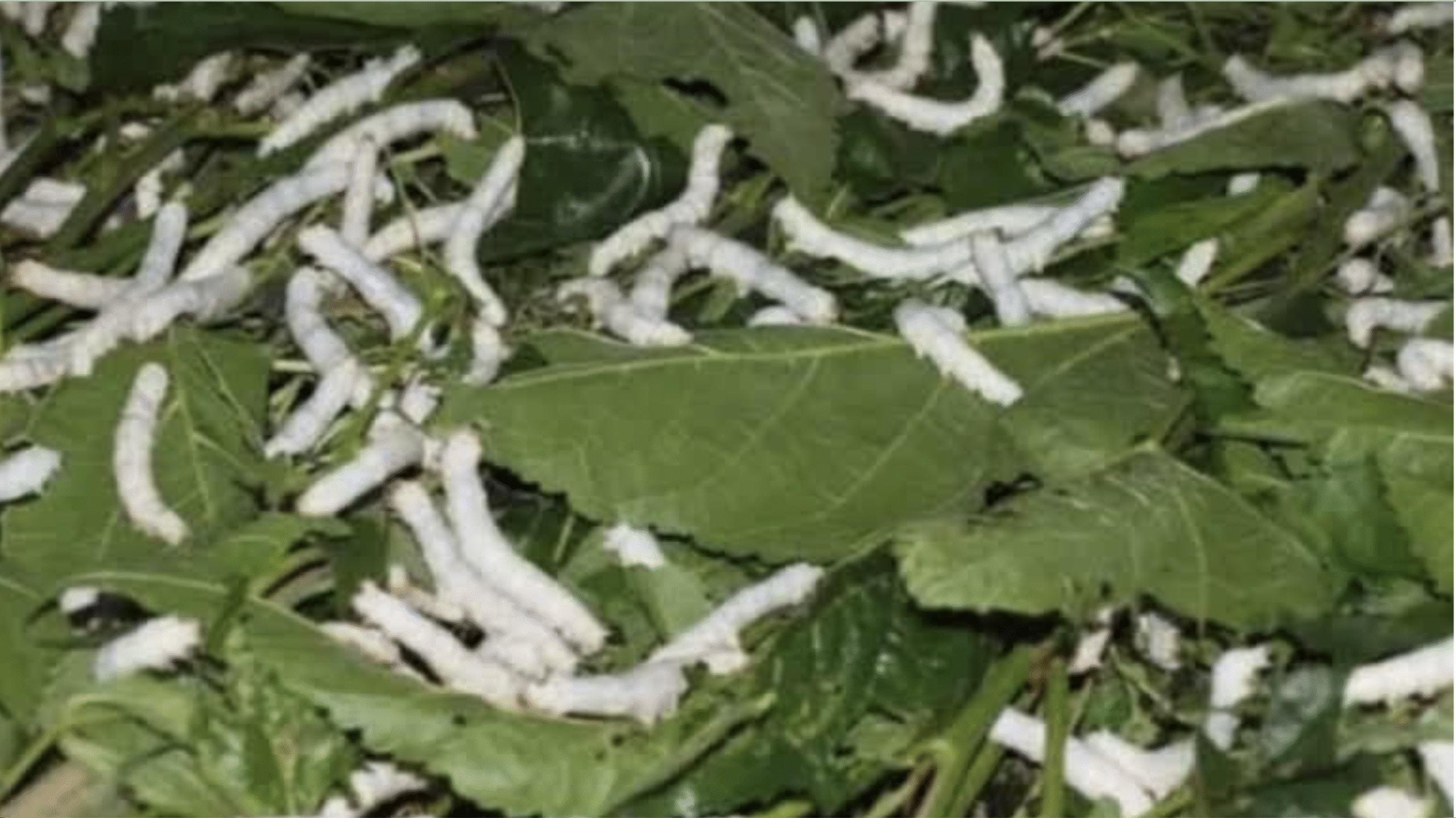 उत्तर प्रदेश में Soil to Silk सेंटर की शुरुआत